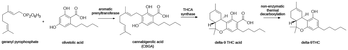 Biosynthesis of THC